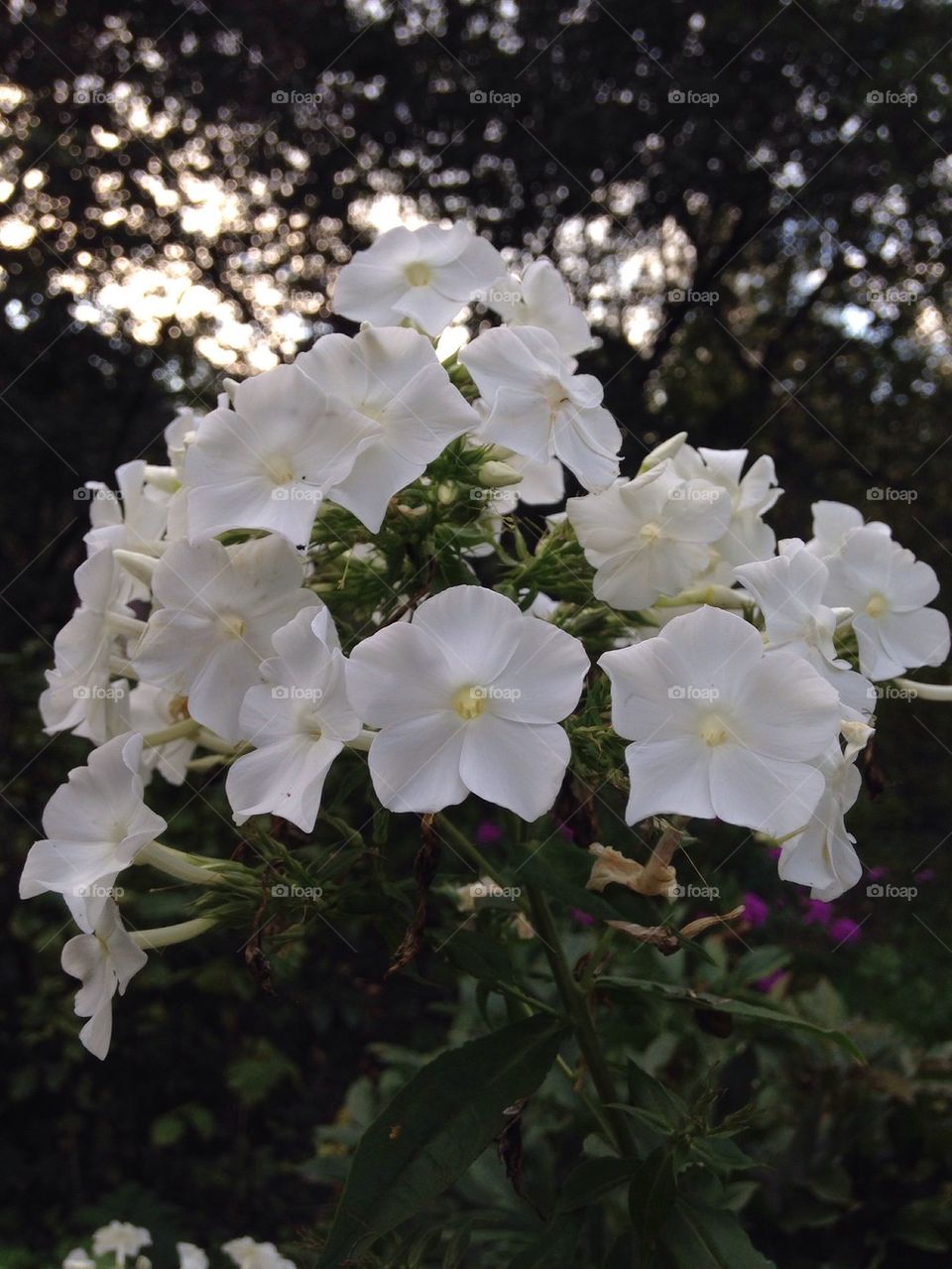 Beautiful flowers