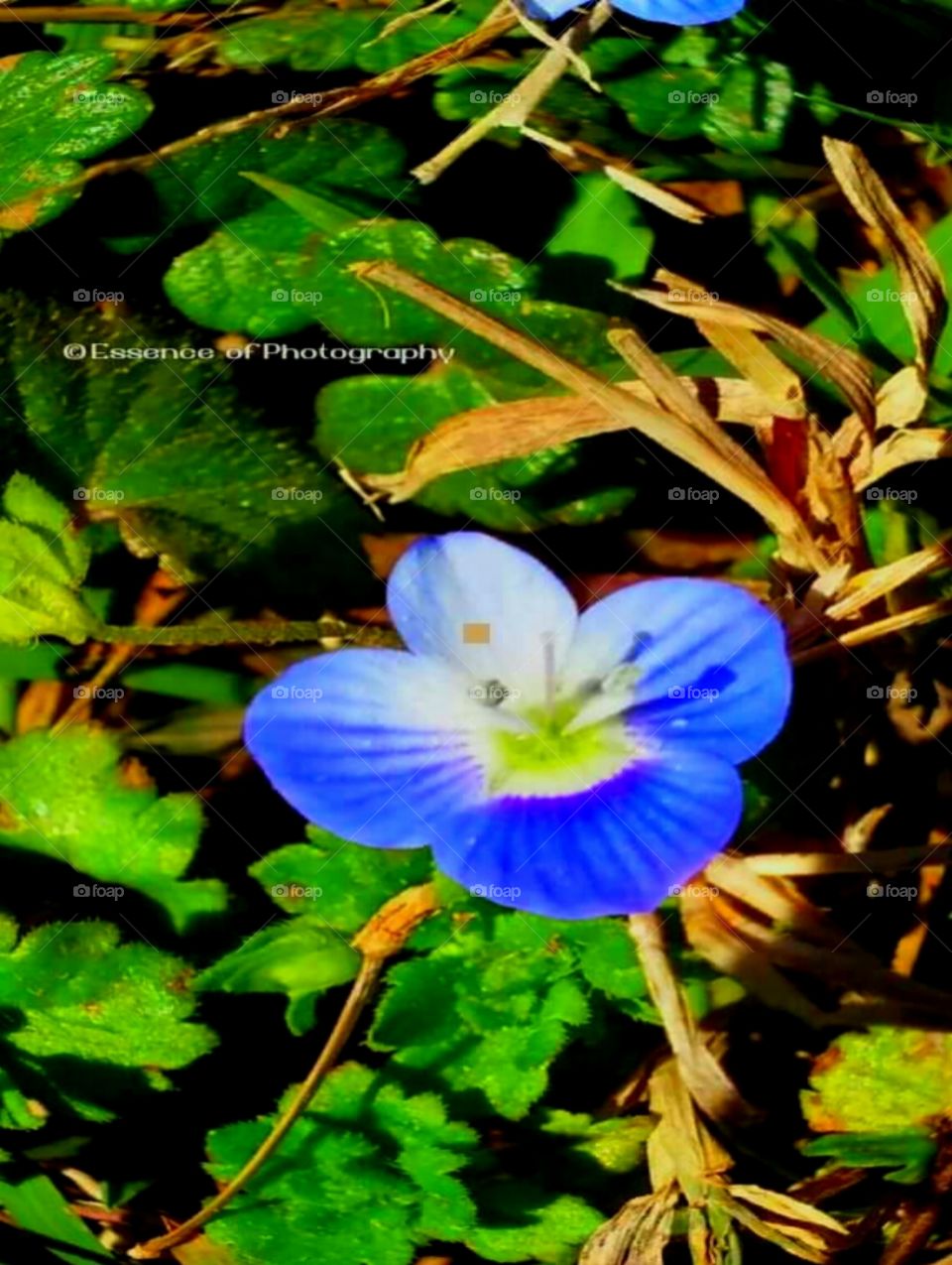 NIVEA Spring is in the air blue flower