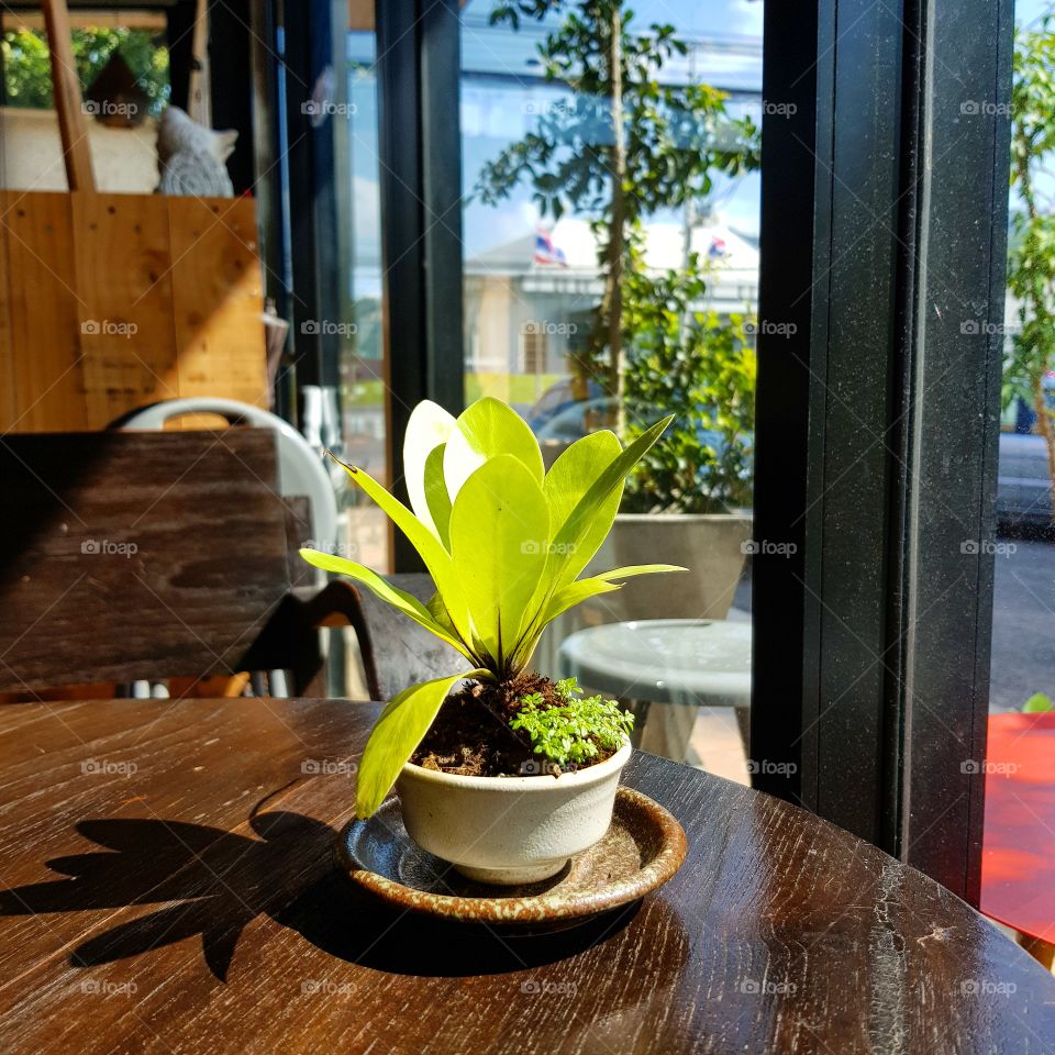 The fern on the table in the room