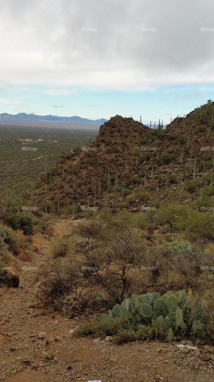 Tucson landscape