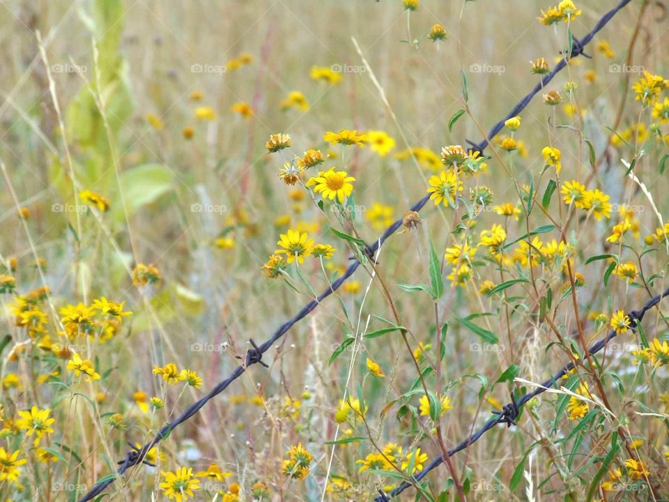 Yellow wildflowers growing next to barbed wire. 