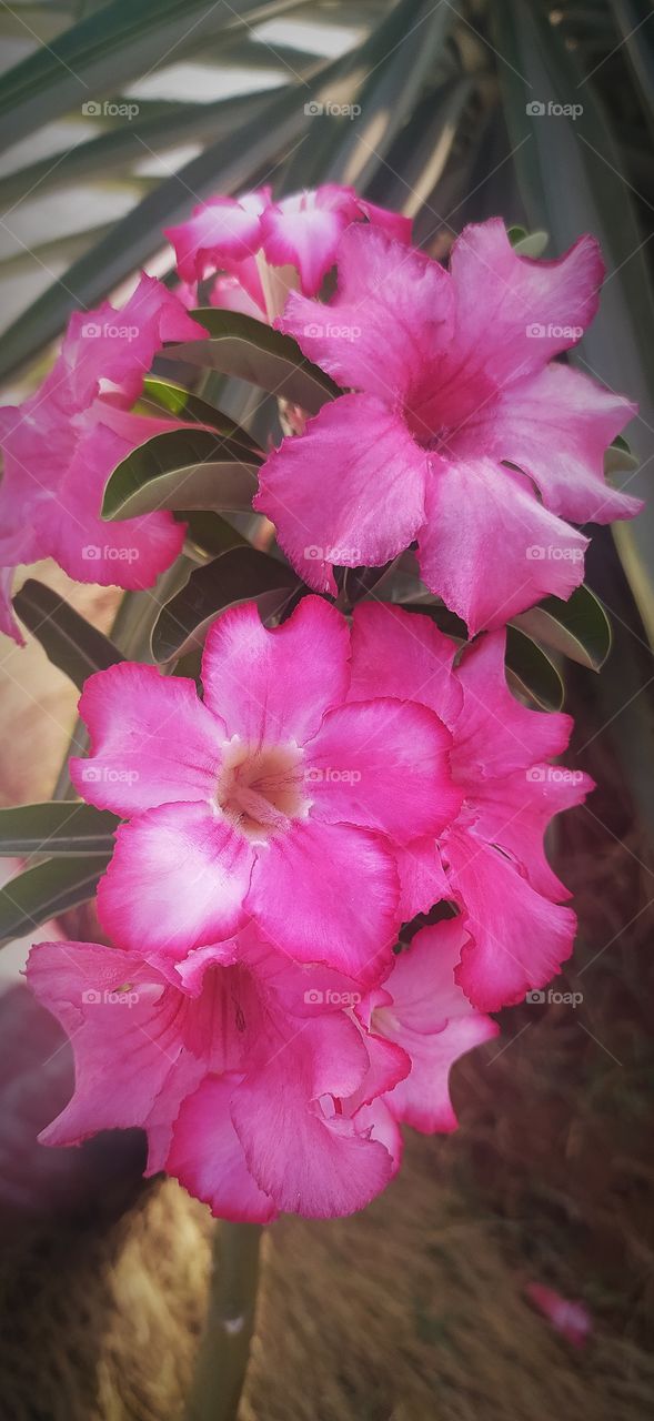 pink flowers