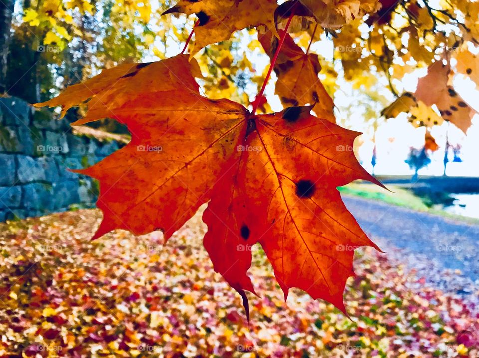 Red maple Leaf in a park