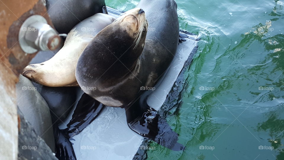 sea lion. at the boardwalk