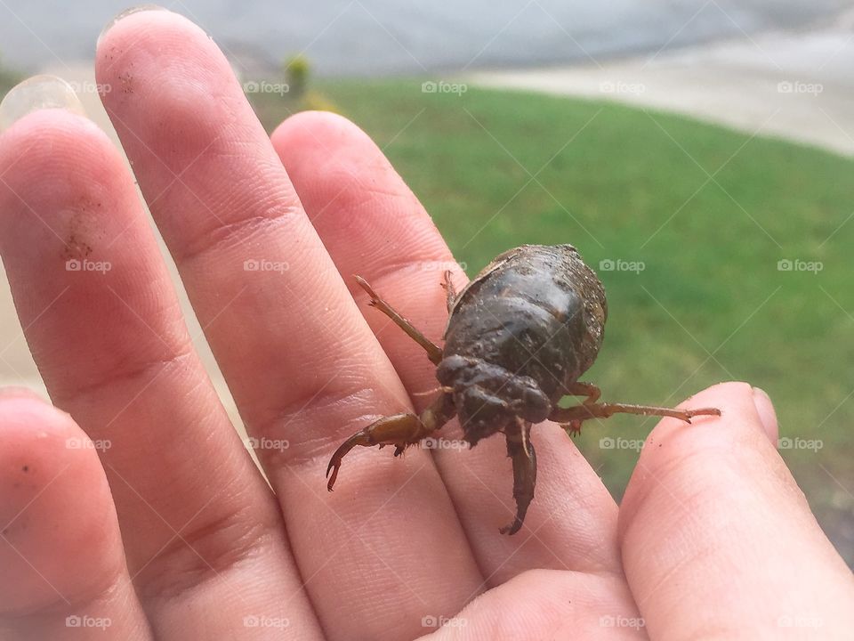 Holding a Cicada