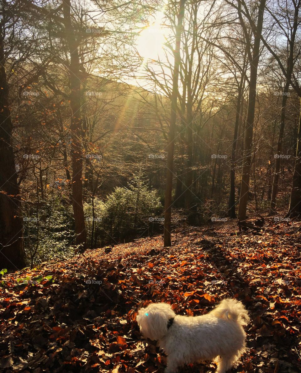 My Dog and me in the forest 