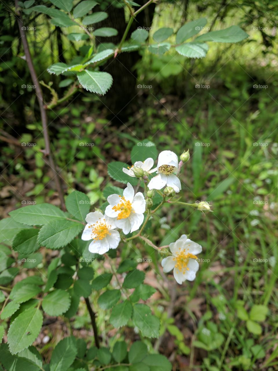 blooming flowers in summer