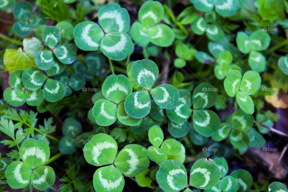 Three leaf clover