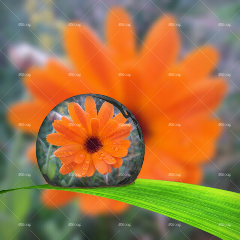 Ringblomma. Orange flower