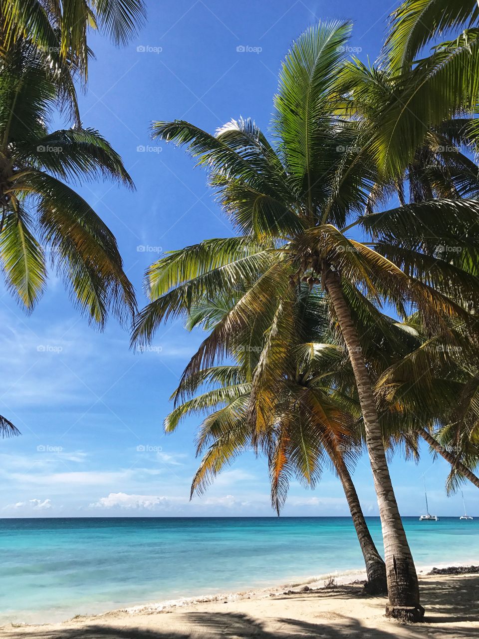 Amazing palm trees.Paradise