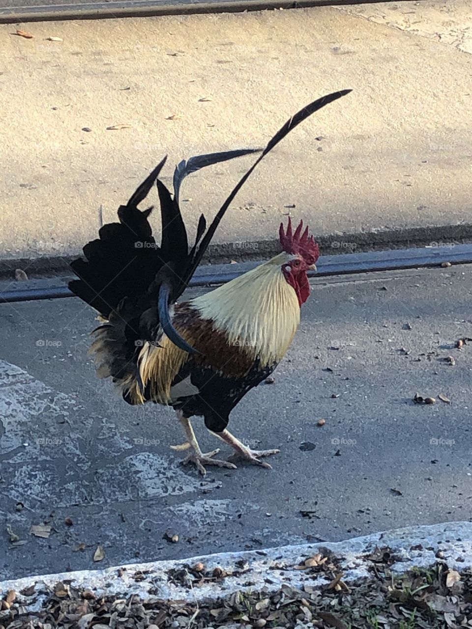 Ybor City Wild Chicken