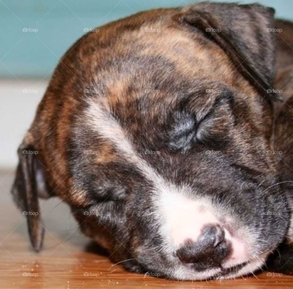 cute puppy sleep söt by paula