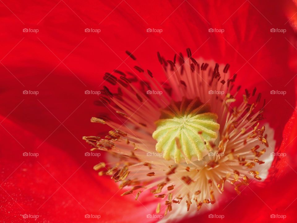 Beautiful red poppy flower