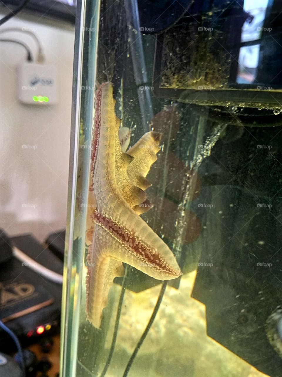 chocolate chip cookie starfish