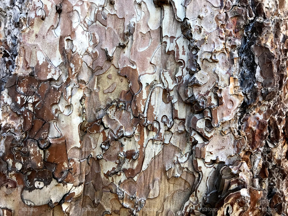 A close up section of various tones of brown bark from a tree!