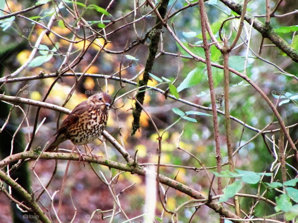 A song thrush flitting around in woodland on Exmoor