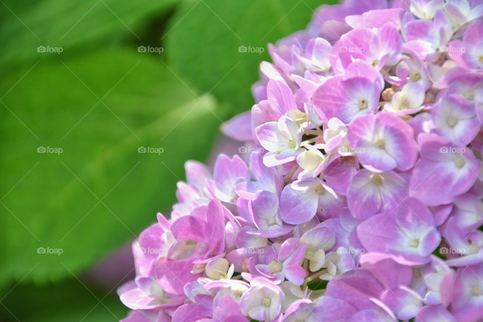 Purple flowers in sunlight