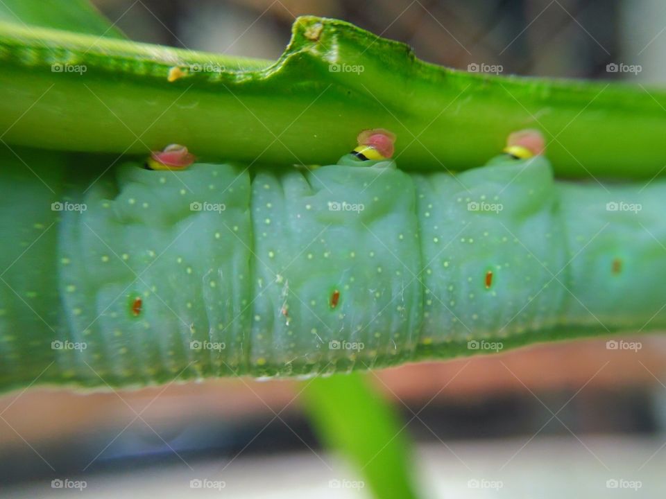Close-up of insect on leaf