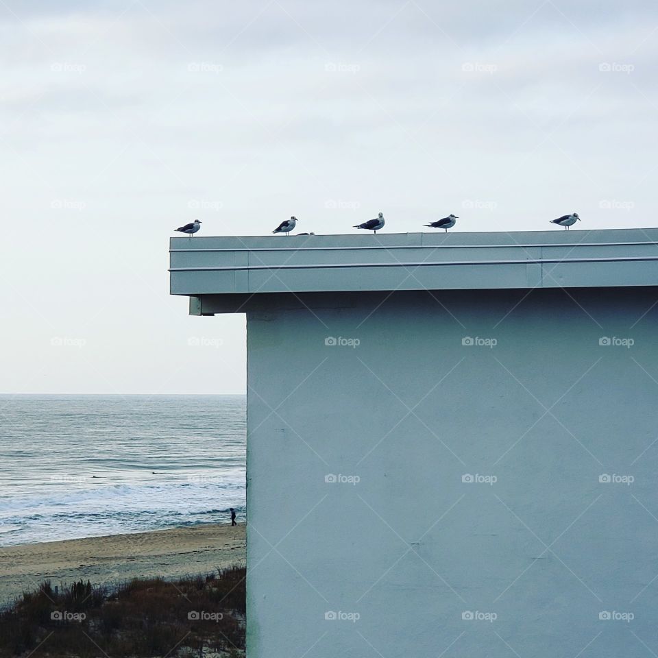 birds