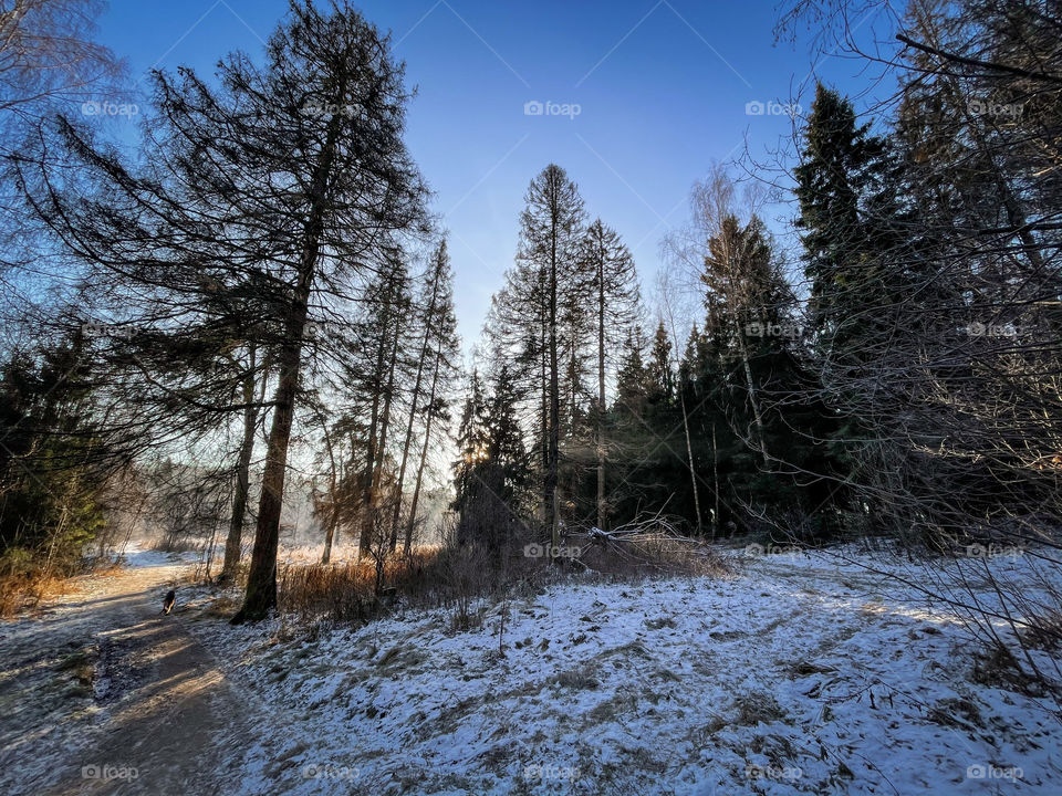 Winter landscape in sunny forest in December 