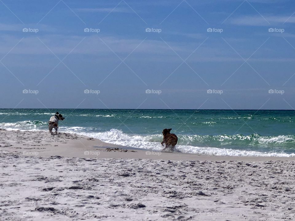 Two dogs frolicking in the surf at the beach