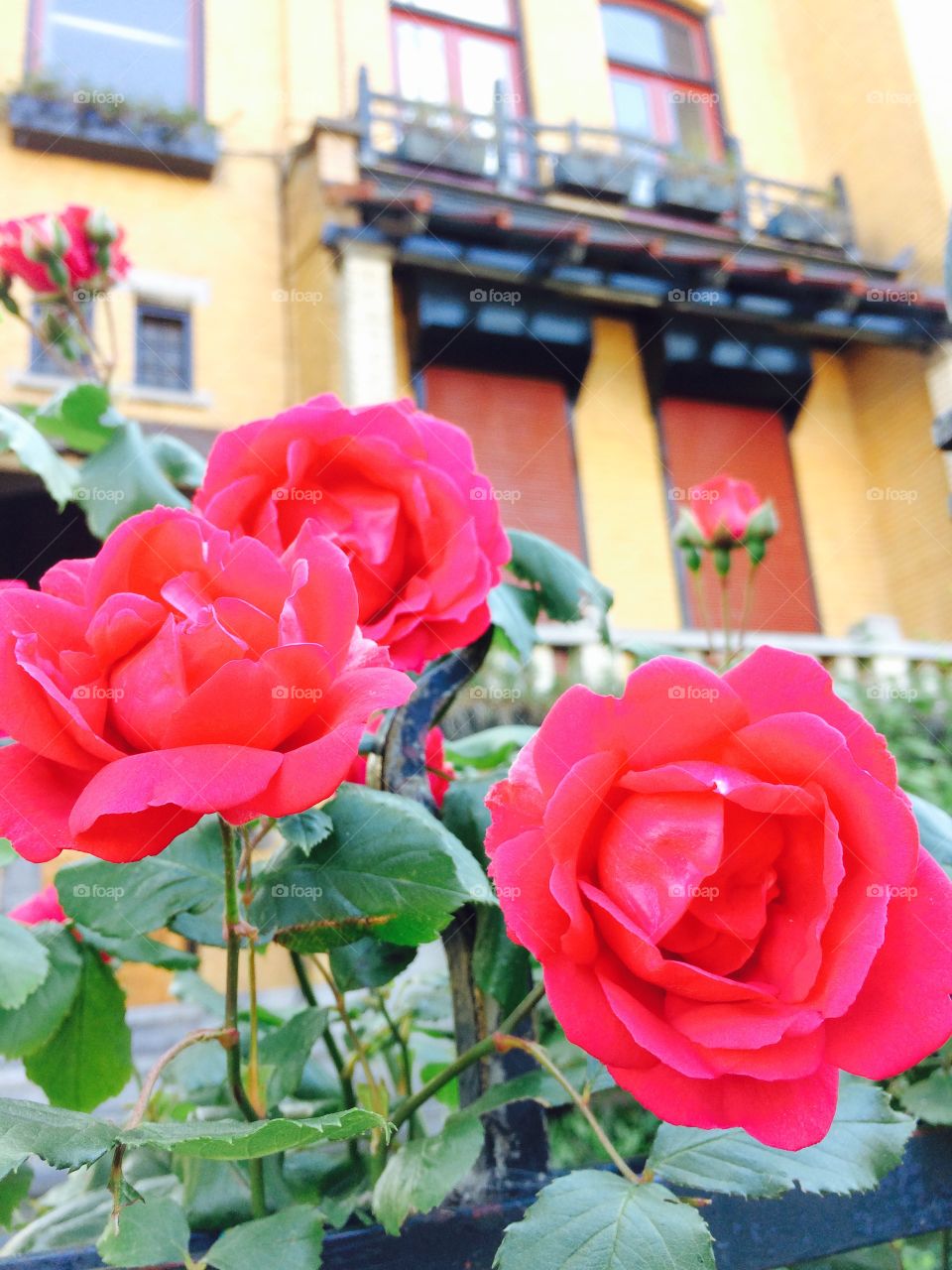 Roses in Amsterdam. While I was leaving Amsterdam, I saw these beautiful roses in the front of a old  apartment