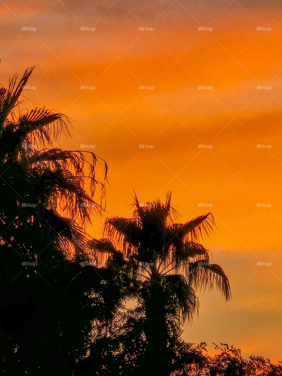 A beautiful painted sky backlights palm trees during a brilliant desert sunset