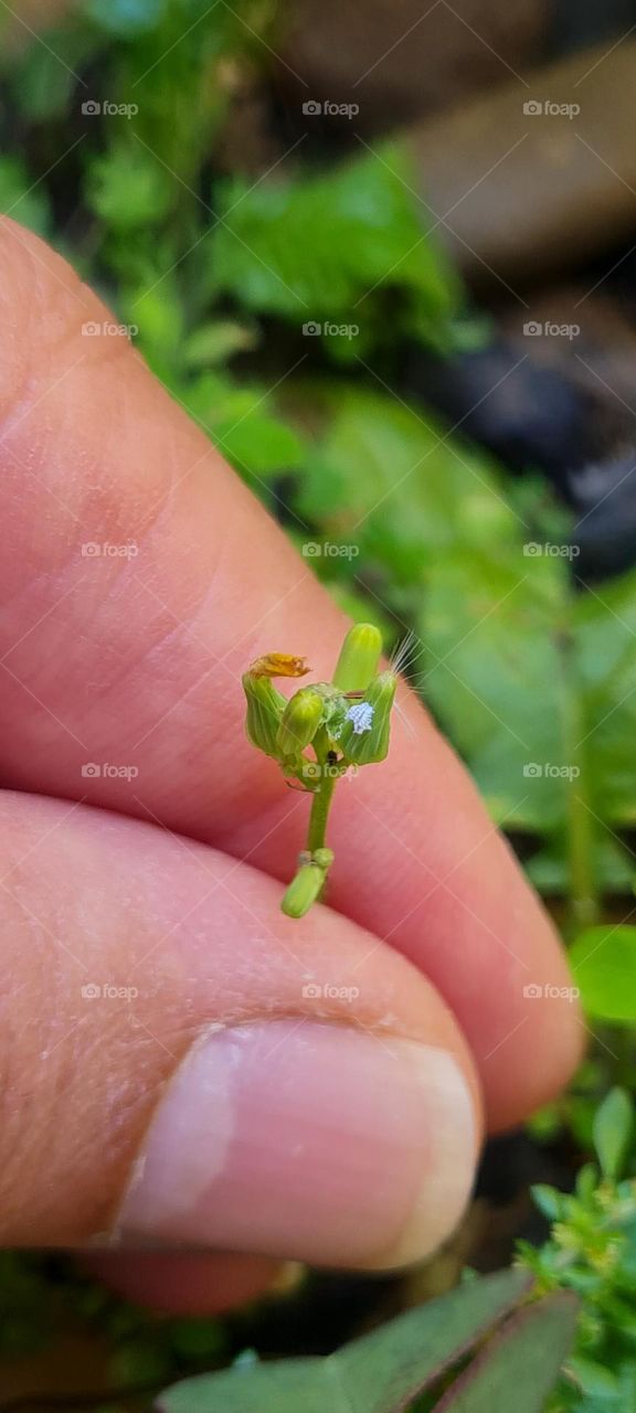 Hand holding Youngia Japonica flower bud..
Mão segurando broto da flor Youngia Japonica.