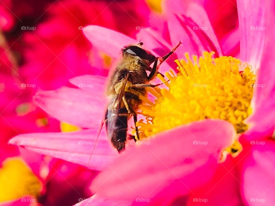 Working bee