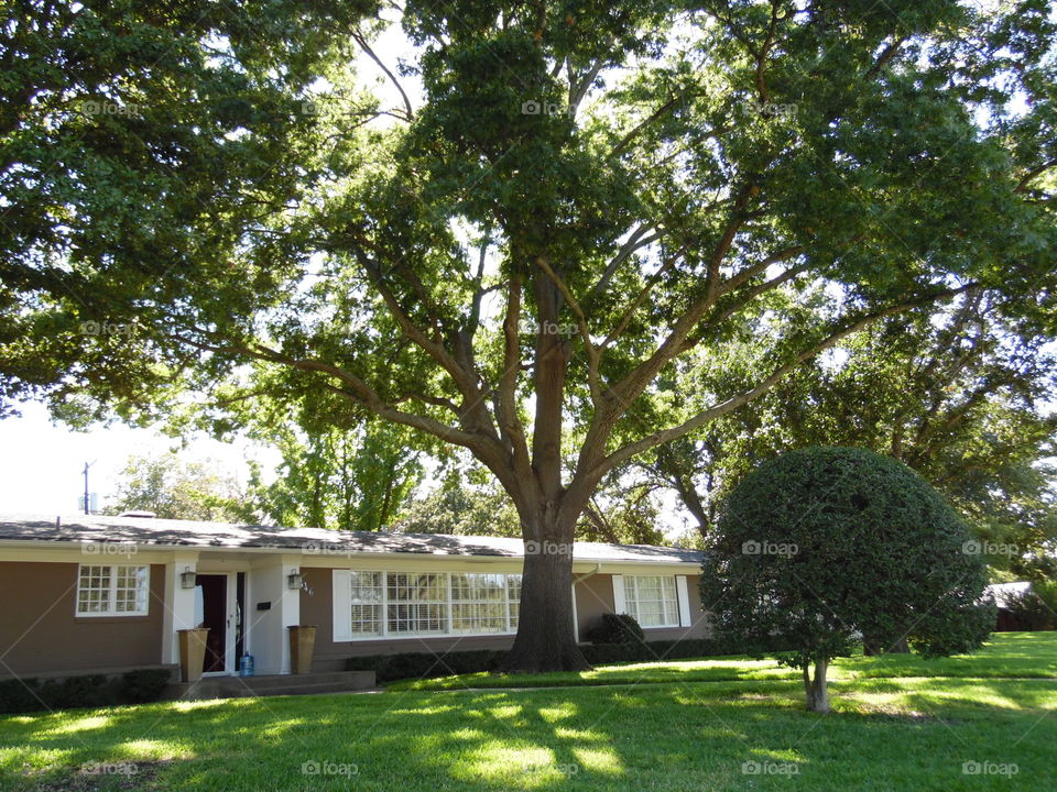 shade tree 🎄. This is a picture of a beautiful oak tree. 👣 🚶 🏃 🔥 💨