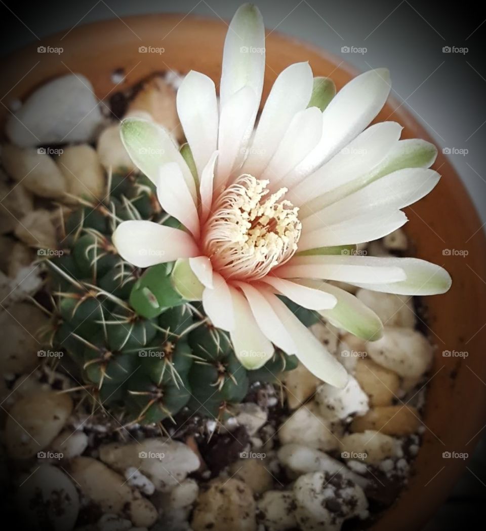 cactus flower