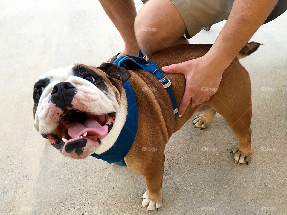 Adorable smiling Bulldog.