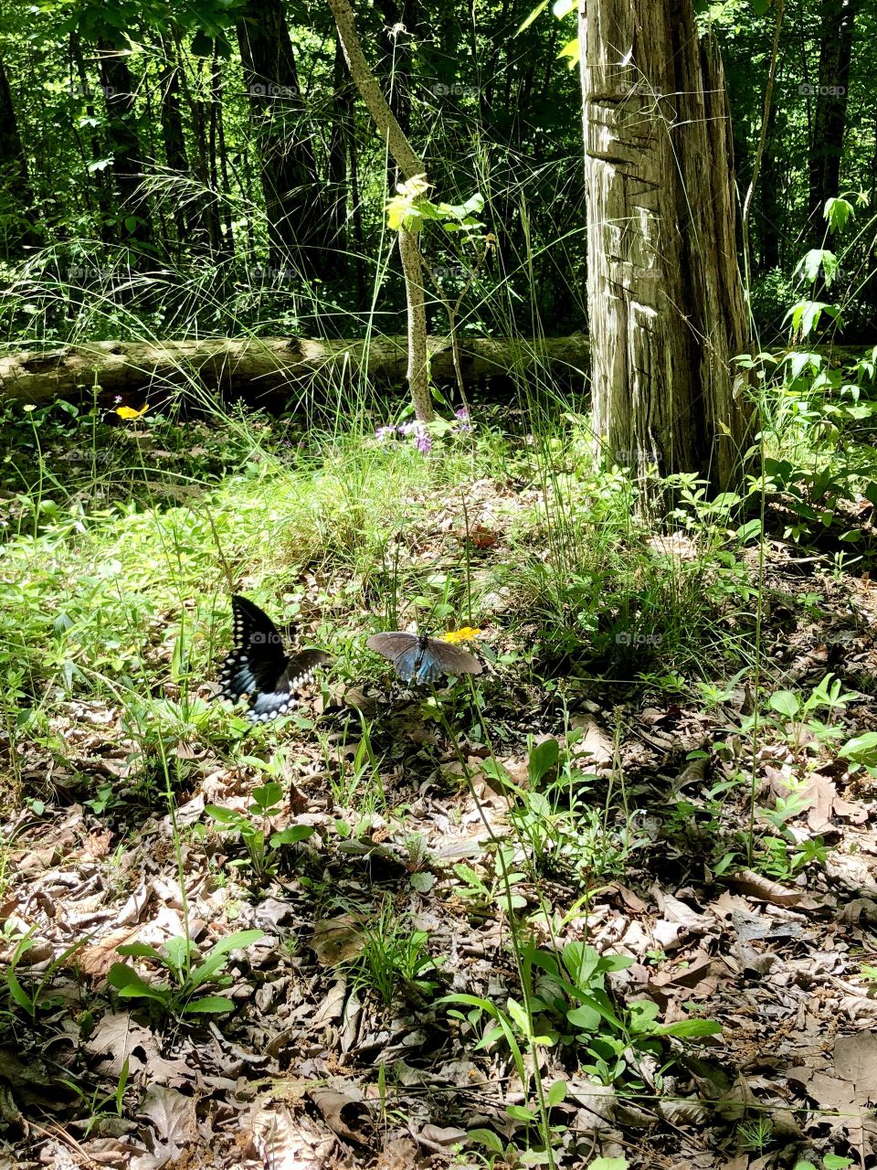 Butterfly joining another butterfly in meadow 