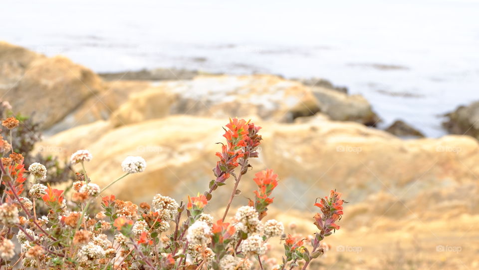 Indian paintbrush, often used as herb in some cultures.