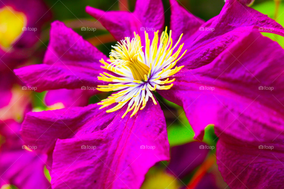 bright flower