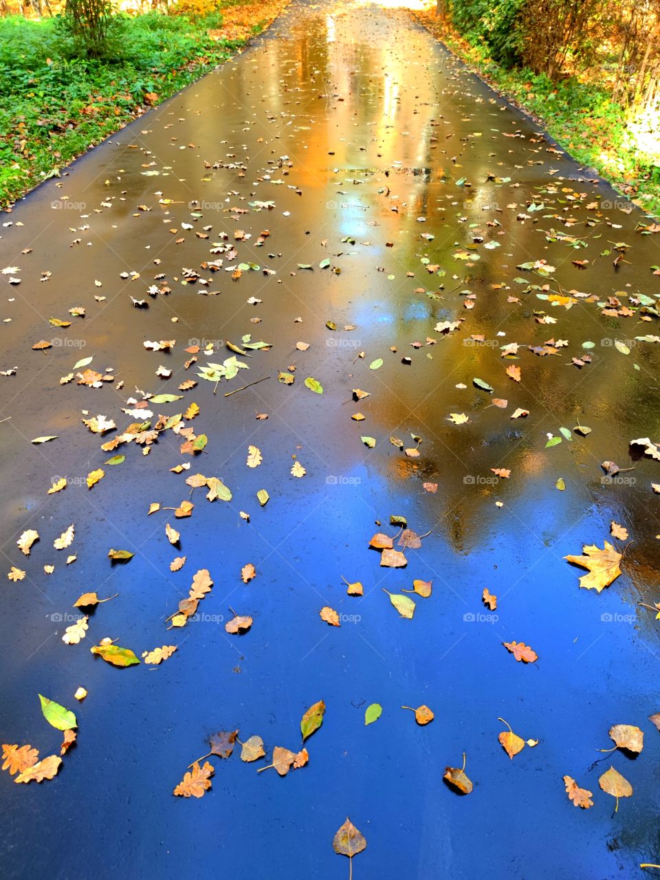 Autumn in the park. The road is made of black asphalt. Colored fallen leaves lie on the wet asphalt. The surface of the wet asphalt reflects colorful autumn trees and the blue sky with a white stripe from the flight of the plane