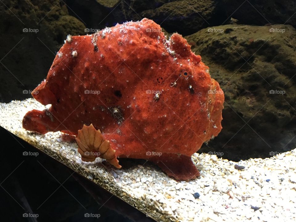 Chanel the Frogfish 