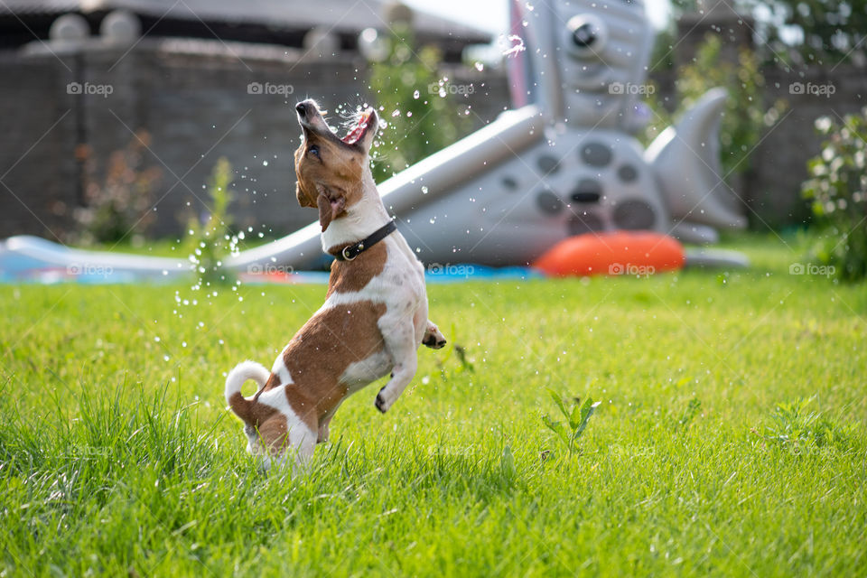 Jack Russell terrier plays with water drops. Cute dog has fun outdoors. Small puppy on the green lawn