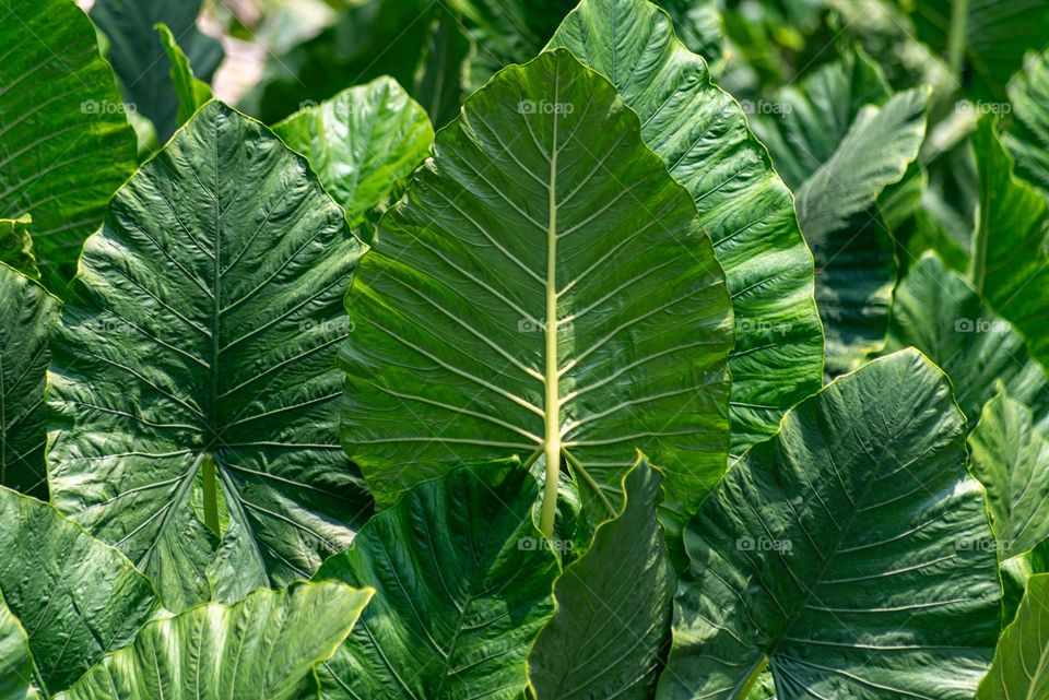 Lush Green Tropical Leaves Showcasing Nature's Vibrant Beauty