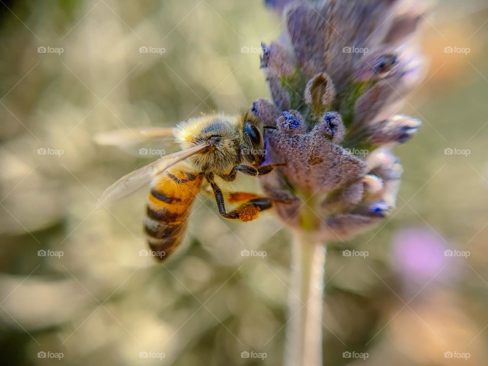 Bee on lavender flower 