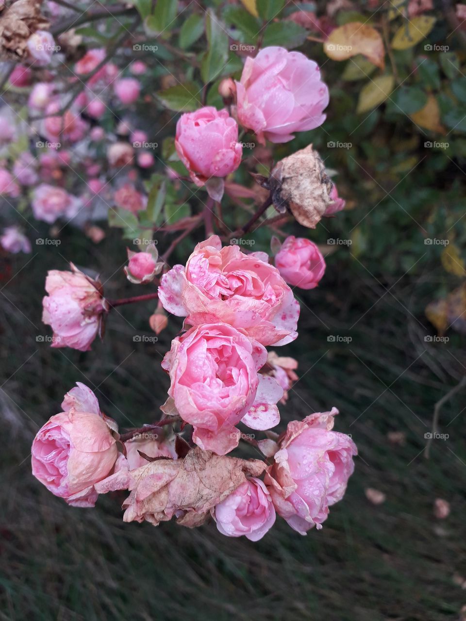 autumn garden - bush of pink roses