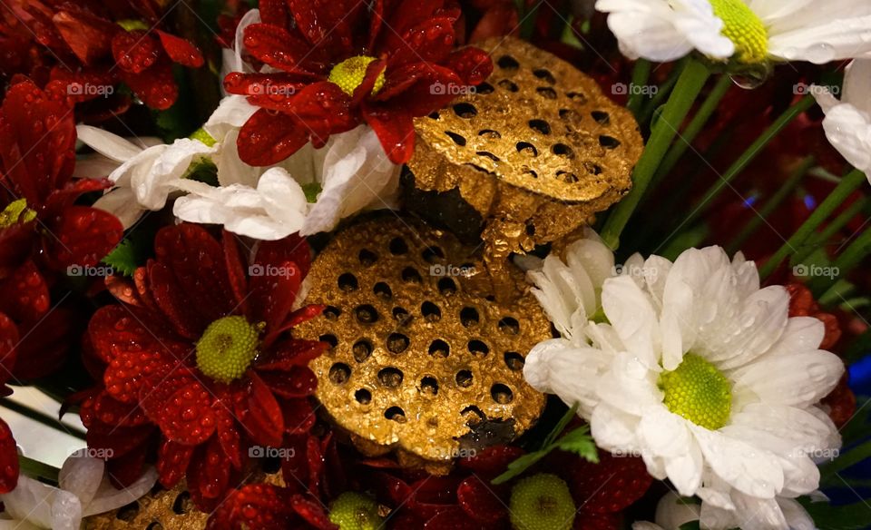 Red and white Chrysanthemum with gold lotus seed