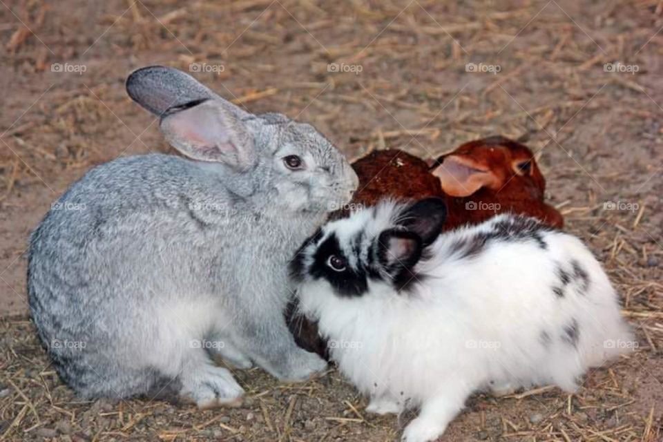Rabbit Trio