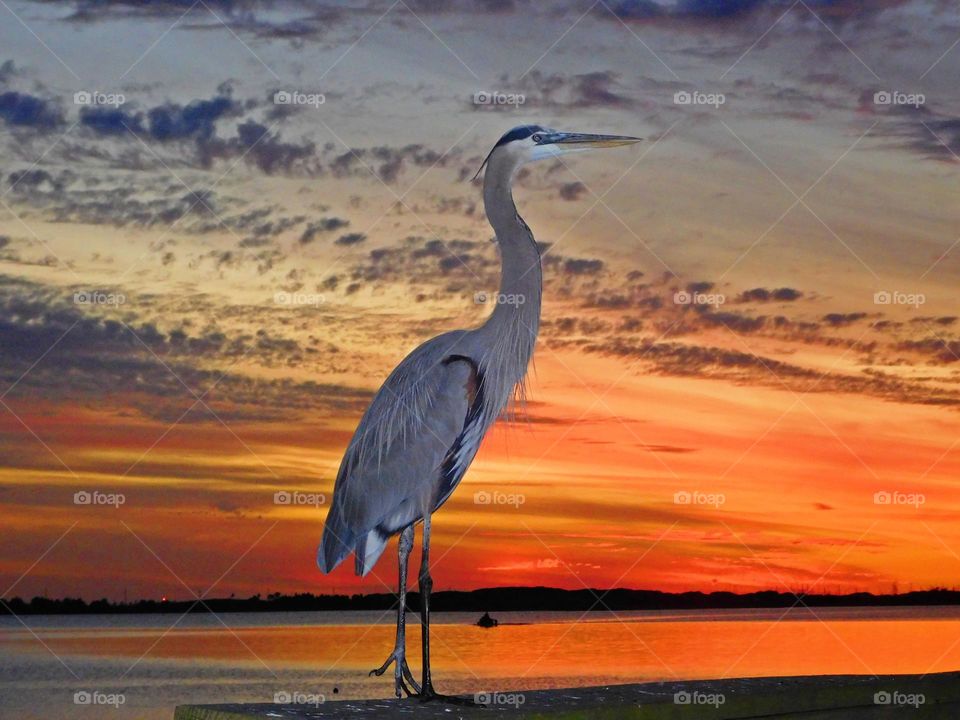 Birds & Bees - Nature in Motion - Great blue Heron during sunset - Birds in action by analyzing their movements, vocalization, and even behavior. Birds steer mainly with their tails, and some use their wings for precise maneuvers.