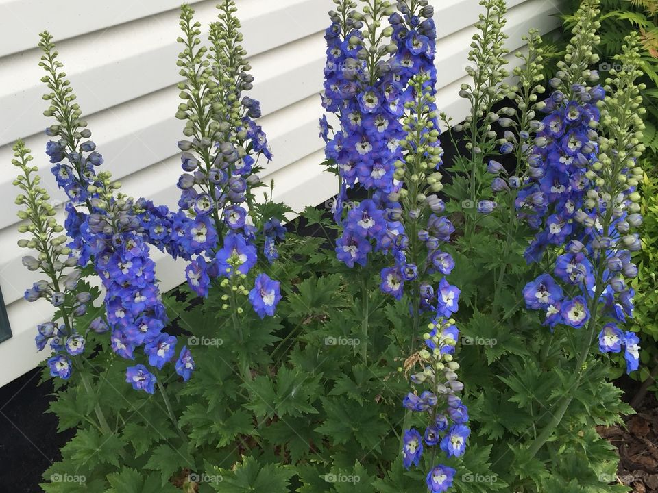 Blue flowers in garden 