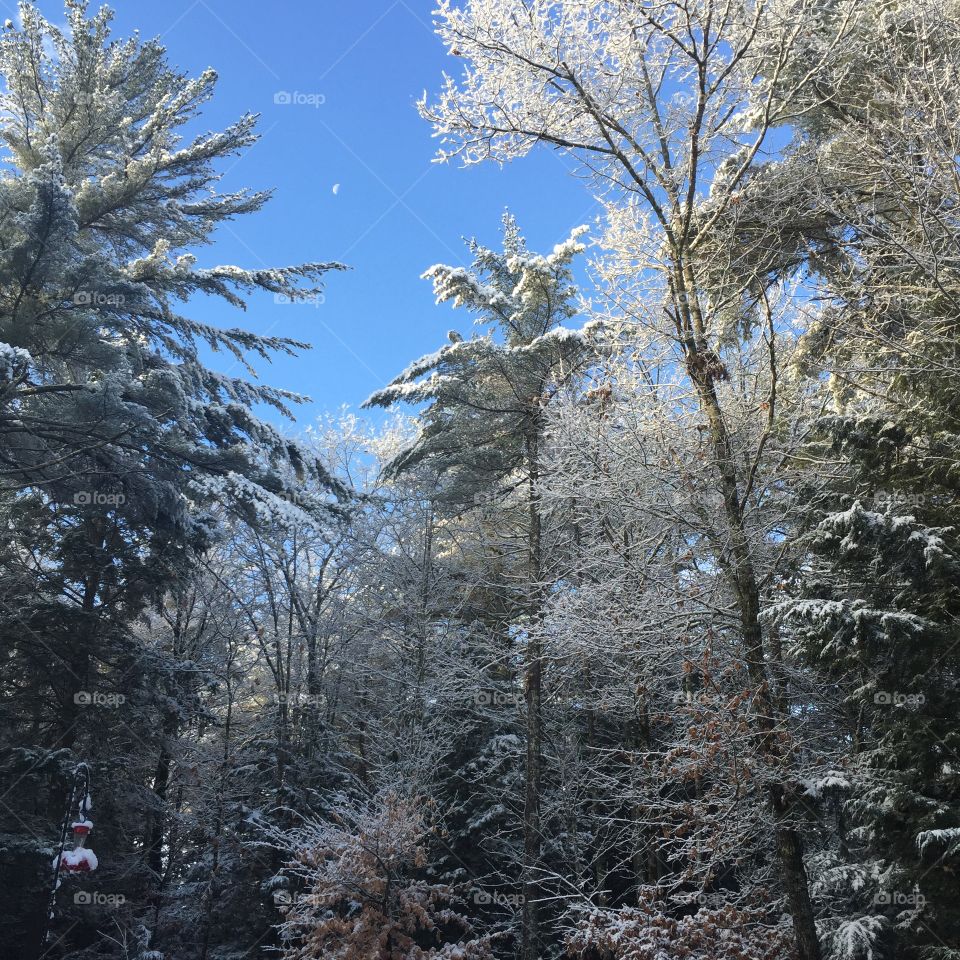 Snow in Limerick, Maine