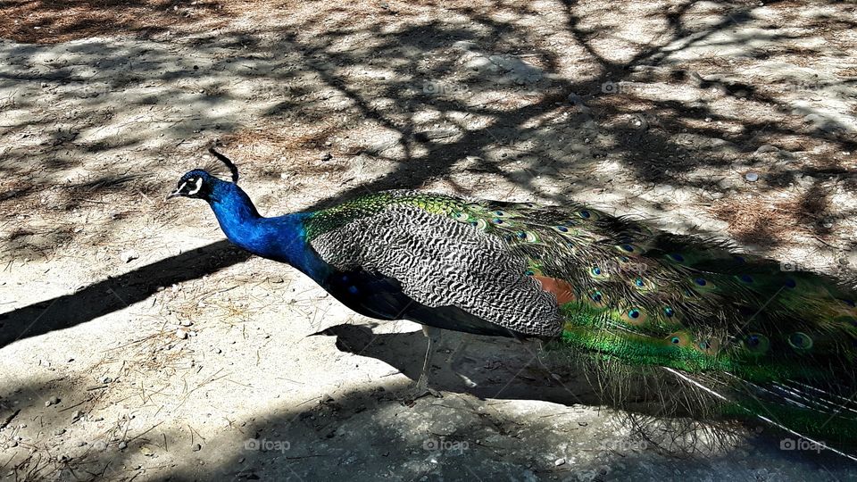 Beautiful peacock in a park