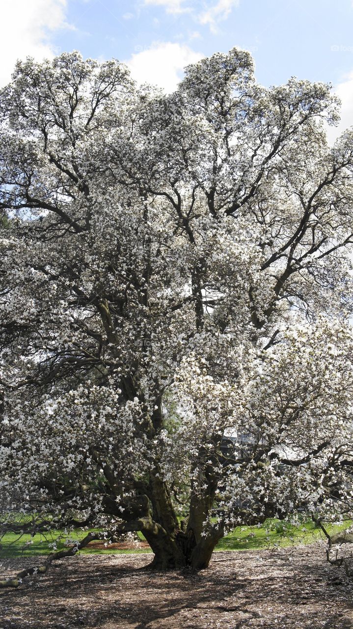 Blossoming tree