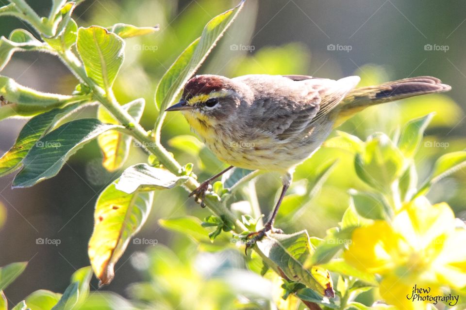 Palm Warbler