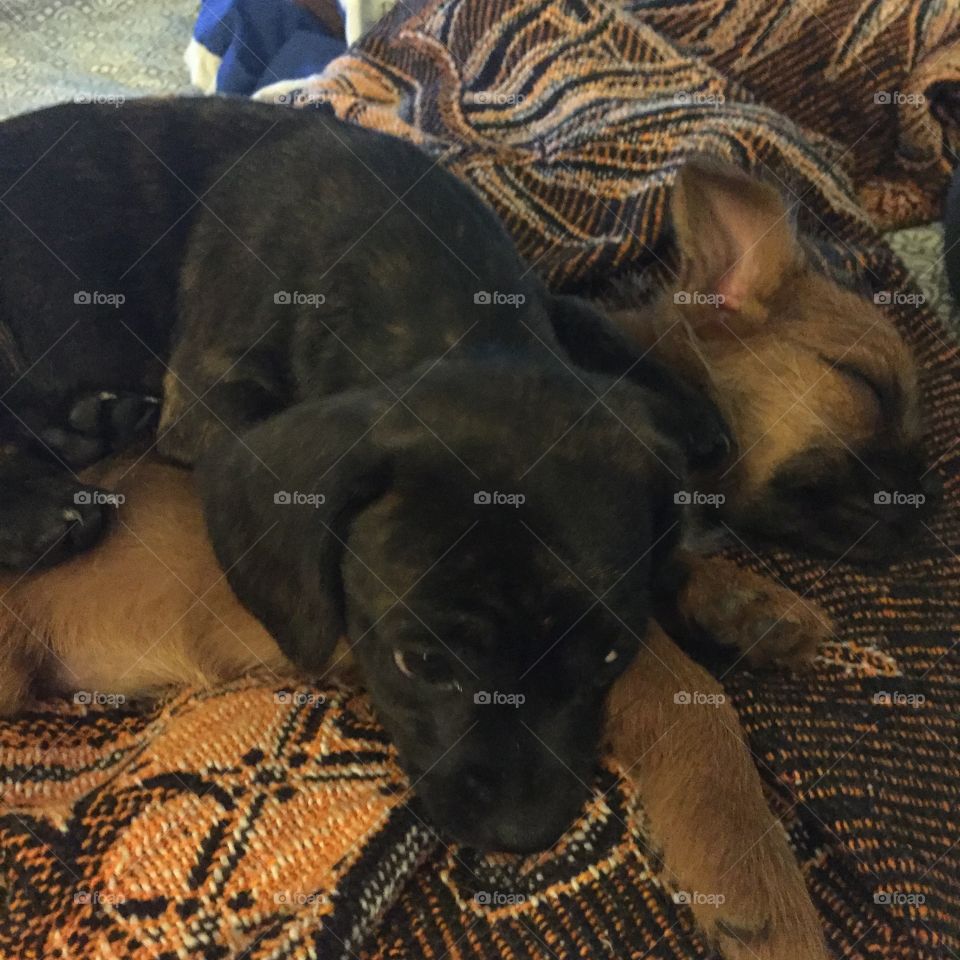 Puppy pile